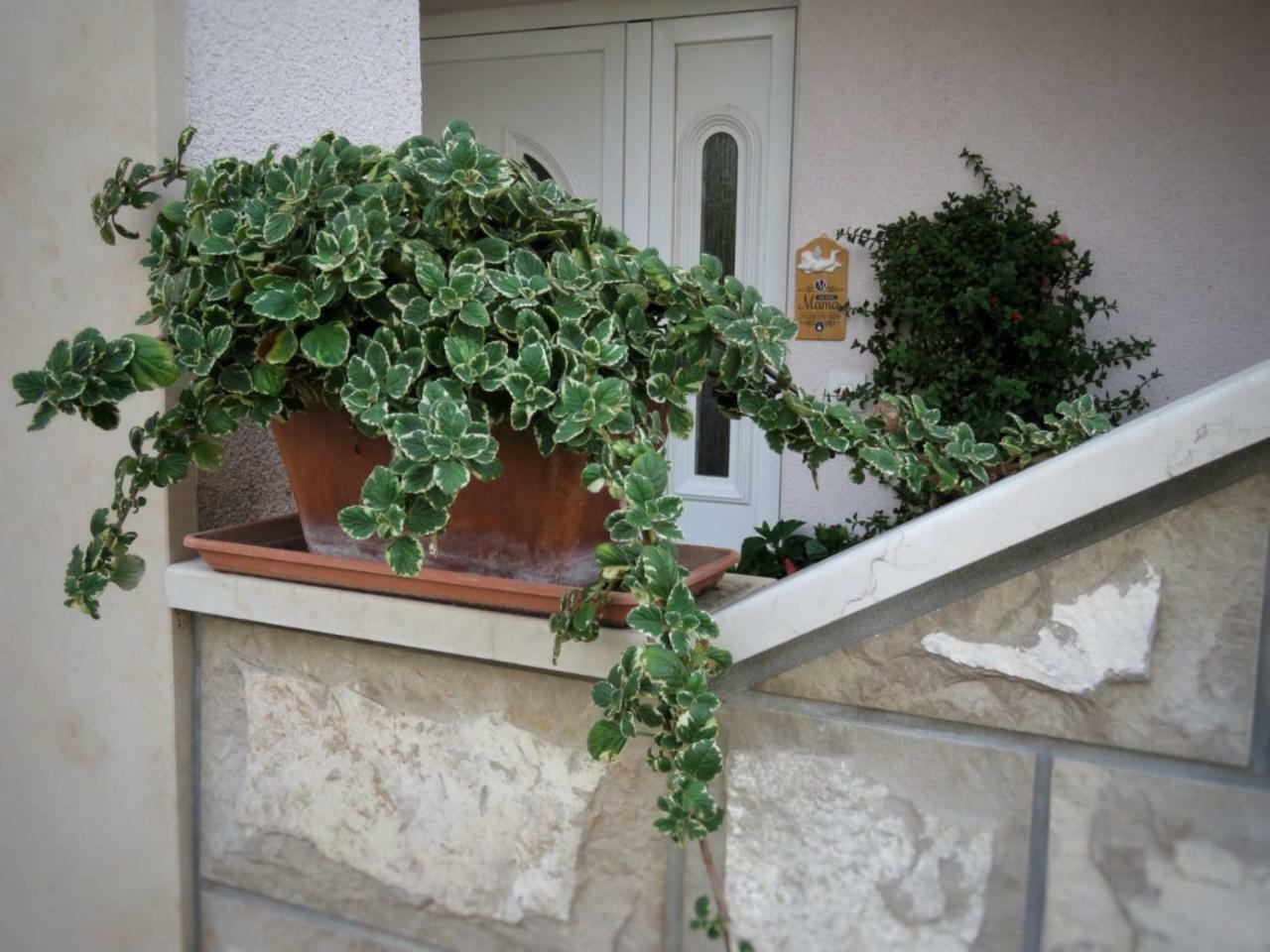 Vila Mozara Slano Exteriör bild